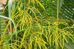 Dypsis lutescens